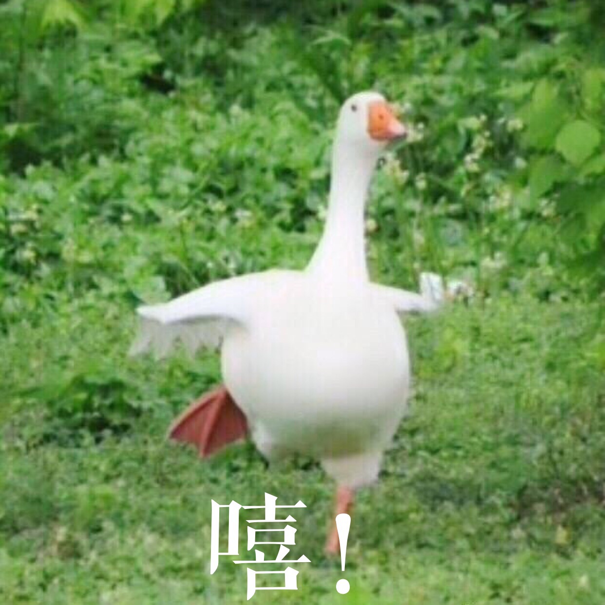 1517817864478621.jpg 微信圖片_20180202145837.jpg