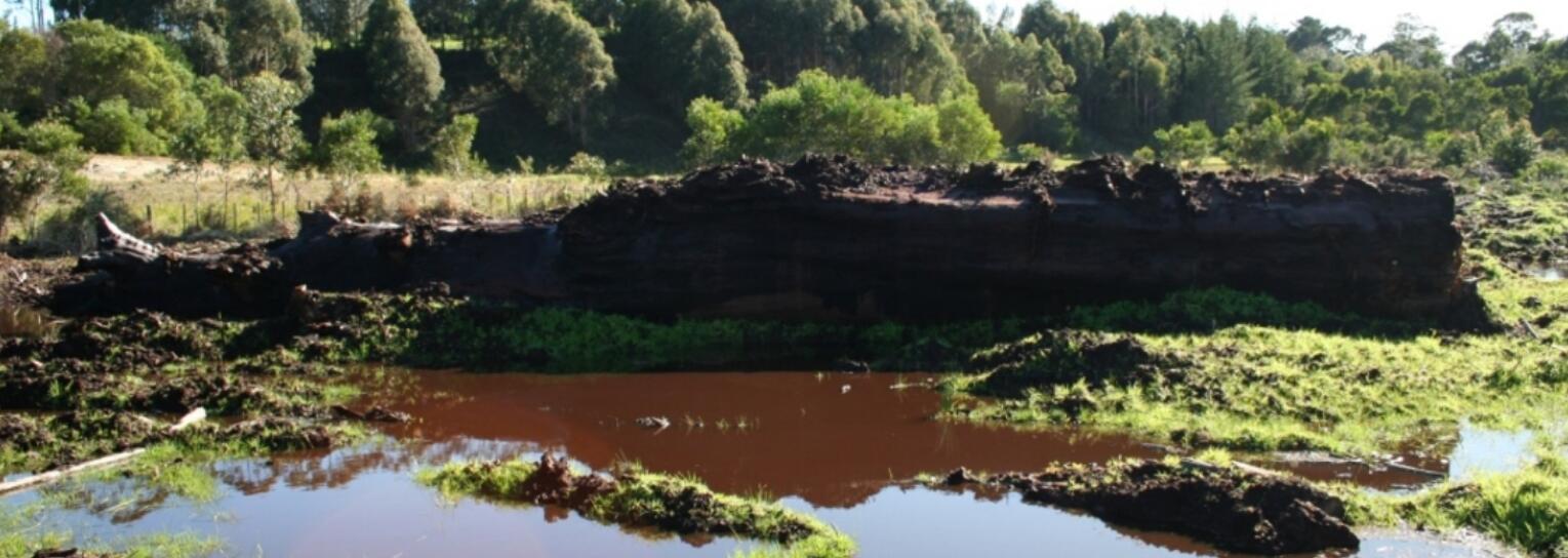 1539157003488786.jpg 來自千年沼澤的濕地杉木.jpg