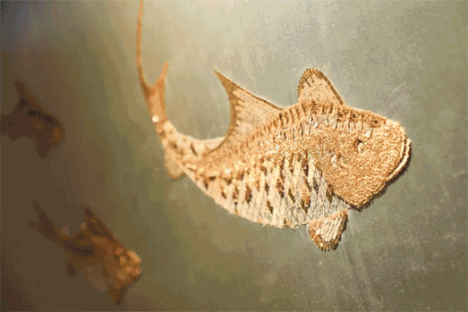 1561345545203428.gif 微信圖片_20190620112601 (2).gif