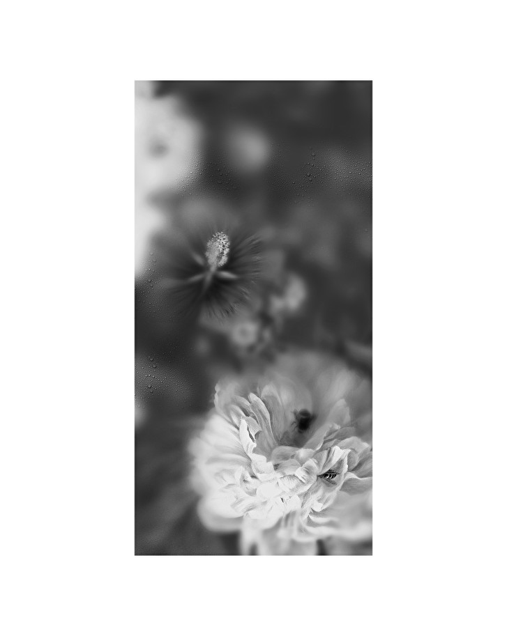 Devon&DevonBlossom Black&White - Decor Slabs 60x120 (4 pcs. set)墻板